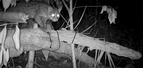 Setahun Rehabilitasi, Chiki Kucing Kuwuk Kembali Bebas ke Hutan