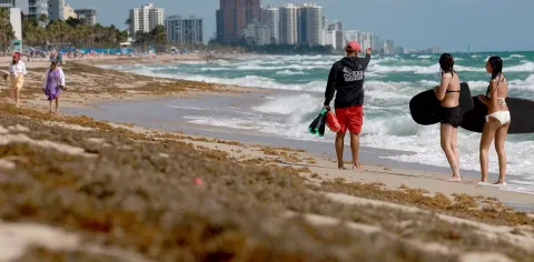 Sargassum di Atlantik Kian Menggila, Riset Ungkap Siklus Mandiri yang Sulit Dihentikan