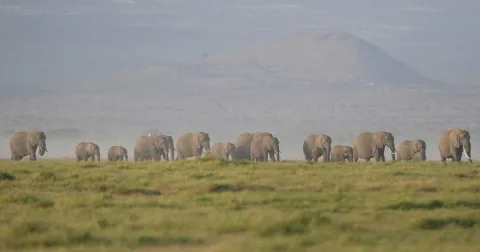 Kematian 15 Gajah di Amboseli Picu Investigasi: Dugaan Racun Mengancam Populasi Satwa Liar Kenya