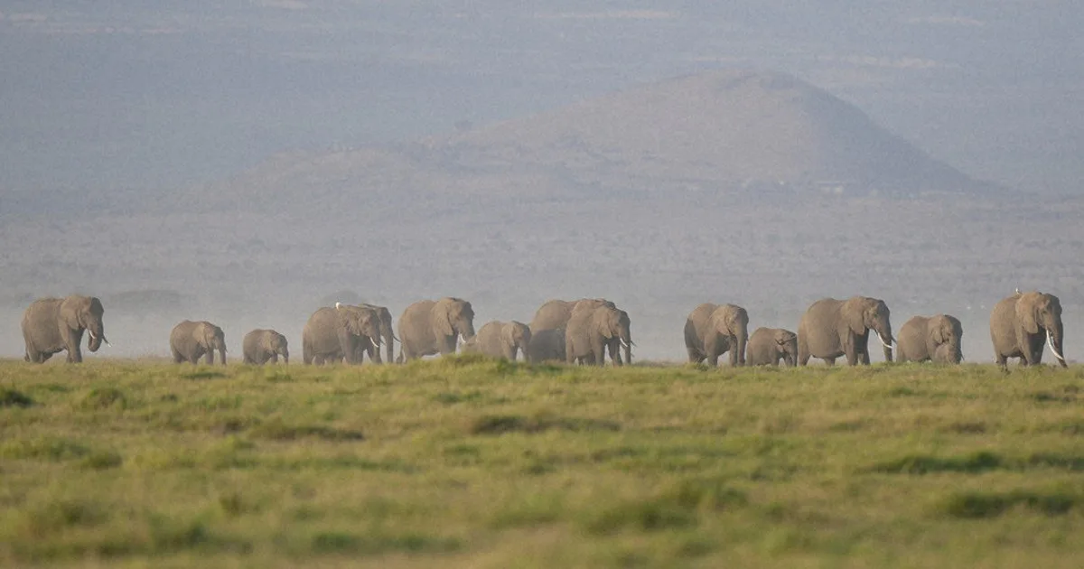 Kematian 15 Gajah di Amboseli Picu Investigasi: Dugaan Racun Mengancam Populasi Satwa Liar Kenya