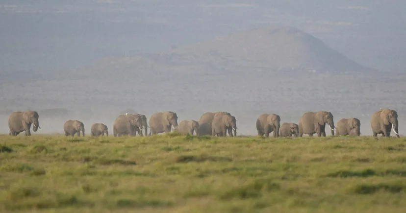 Kematian 15 Gajah di Amboseli Picu Investigasi: Dugaan Racun Mengancam Populasi Satwa Liar Kenya