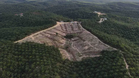 Rantai Pasok Sawit Ilegal Tesso Nilo: Dari Pabrik Riau ke 43 Negara, Komitmen Keberlanjutan Dipertanyakan