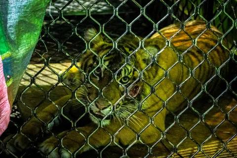 Ranger Leuser Bertahan 5 Jam di Bawah Kendali Harimau Sumatera, Ini Pelajaran Pentingnya