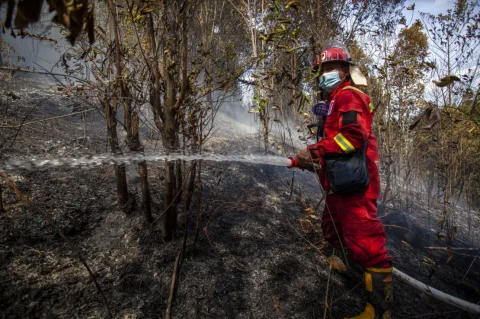 Kebakaran Hutan dan Lahan Meluas di Indonesia, Seorang Petani Tewas Terjebak Api