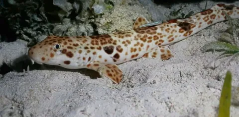 Ibu-Ibu Arborek Jadi Garda Depan Ungkap Populasi Terpadat Hiu Berjalan di Raja Ampat