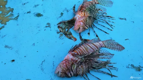 Laut Mediterania Memanas, Seribu Spesies Ikan Asing Menginvasi dan Menggusur Fauna Asli