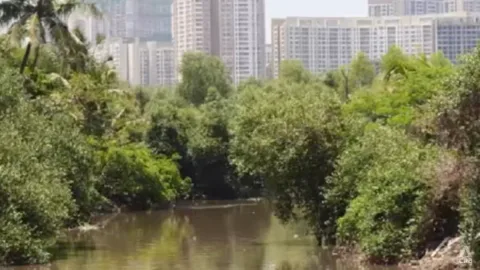 Jalan Tol 26 Km Ancam 45.000 Pohon Mangrove: Pertahanan Alam Mumbai di Ujung Tanduk