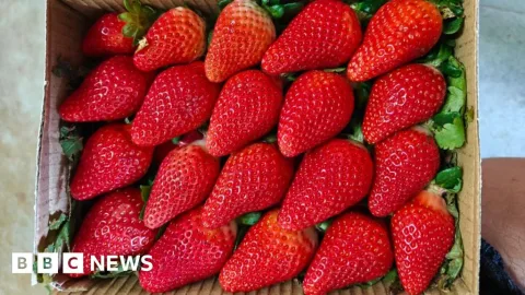 India Berambisi Lepas Ketergantungan Bibit Stroberi Impor Lewat Rekayasa Genetik dan Hidroponik