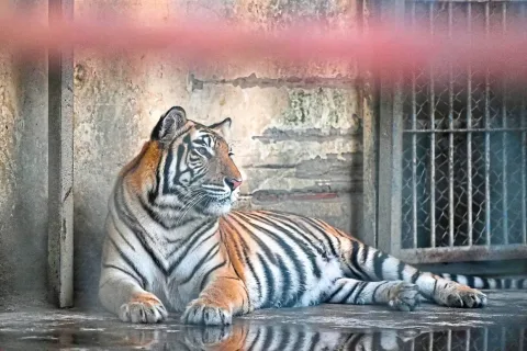 Harimau Sundarban Terdesak: Populasi Naik Hanya Dua Ekor per Tahun