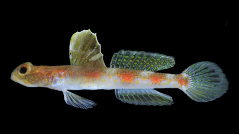 BRIN Temukan Spesies Ikan Gobi Udang Baru di Perairan Banyuwangi