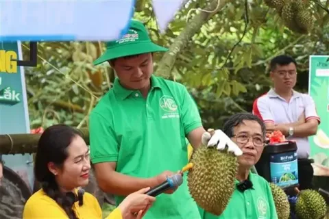 Korupsi Sertifikasi Durian Vietnam Menggurita, Ekspor Miliaran Dolar Terancam