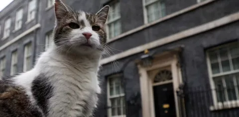 Larry si Kucing Downing Street Bertahan di Tengah Pergantian PM: Pakar Jelaskan Adaptasi Hewan Peliharaan