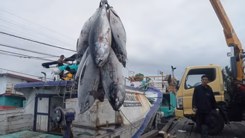 Izin Kedaluwarsa, Puluhan Kapal Tuna Benoa Diduga Masih Beroperasi di Samudra Hindia