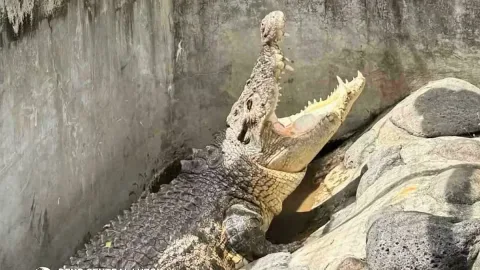 Buaya Muara yang Dianggap Punah di Pampanga Ditemukan dan Diselamatkan