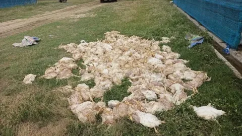 Kebakaran Pabrik Daur Ulang Baterai di Kamboja Tewaskan 2.000 Ayam, Warga Diimbau Pakai Masker