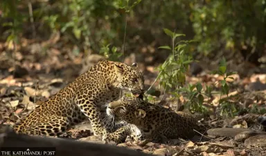 Saat Macan Tutul Masuk Desa: Nepal Cari Jalan Tengah antara Konservasi dan Keselamatan Warga