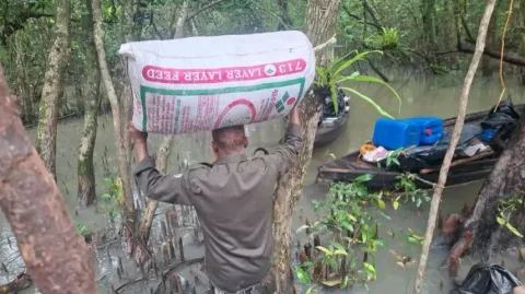 Penggerebekan di Hutan Sundarbans: Jaringan Udang Kering Beracun Terbongkar, Warisan Dunia Terancam