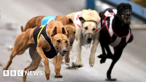 Larangan Balap Anjing di Selandia Baru: 150 Greyhound Terbang ke Australia, Industri Mati atau Pindah?