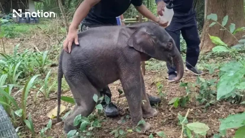 Anak Gajah Liar di Thailand Kritis: Terpisah dari Kawanan, Tim Medis Berjibaku di Tengah Hujan Deras