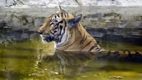 Serangan Harimau di India Timur Tengah: Warga Desa Tewas Saat Tidur, Konflik Manusia-Satwa Kian Memanas