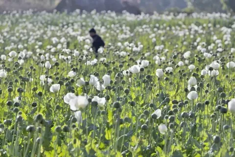 Gerebek Narkoba di Myanmar: 17,6 Kg Heroin dan Satu Juta Pil Ekstasi Disita