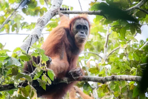 Populasi Orangutan Sumatera Anjlok 19,5% dalam Satu Dekade: Perdagangan Ilegal dan Alih Fungsi Hutan Jadi Biang Kerok