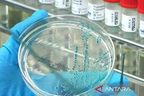 Flu Burung H5 Tembus Australia: Kematian Massal Satwa Liar Pertama Terkonfirmasi, Apa Dampaknya bagi Indonesia?