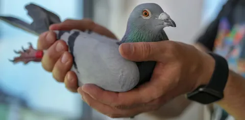 Riset Paru-paru di Balik Hobi Merpati: Kolaborasi Ilmuwan dan Penghobi Ungkap Misteri Penyakit Langka