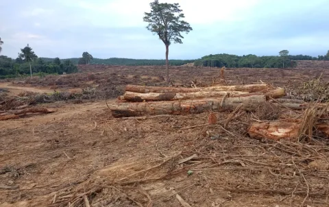 Ekspansi Sawit Kembali Menggerus Hutan Adat Muara Tae: Konflik 14 Tahun Tanpa Titik Temu