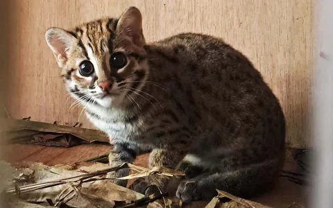 Kucing Kuwuk Chiki Dilepasliarkan di Cianjur: Mengapa Tak Sembarang Hutan Layak Jadi Rumah Baru?