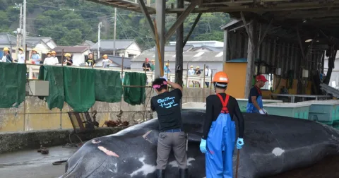 Siswa SD di Chiba Saksikan Proses Pemotongan Paus: Edukasi Nyata di Tengah Kontroversi Perburuan