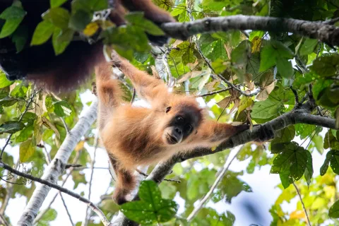 Populasi Orangutan Tapanuli Terkini: 716 Individu, tapi Angka Itu Belum Cerminkan Dampak Siklon Senyar
