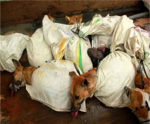 RUU Perlindungan Hewan Masuk Prolegnas 2026: Momentum Akhiri Praktik Dagang Daging Anjing dan Kucing