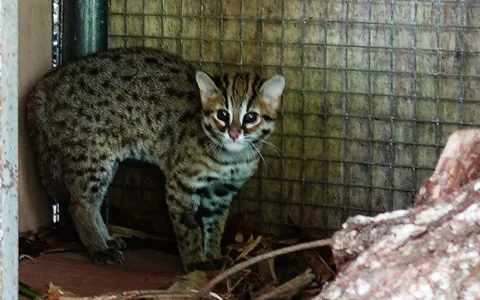 Kucing Kuwuk Terpinggirkan: Konservasi Spesies Kecil Indonesia Masih Jadi Anak Tiri