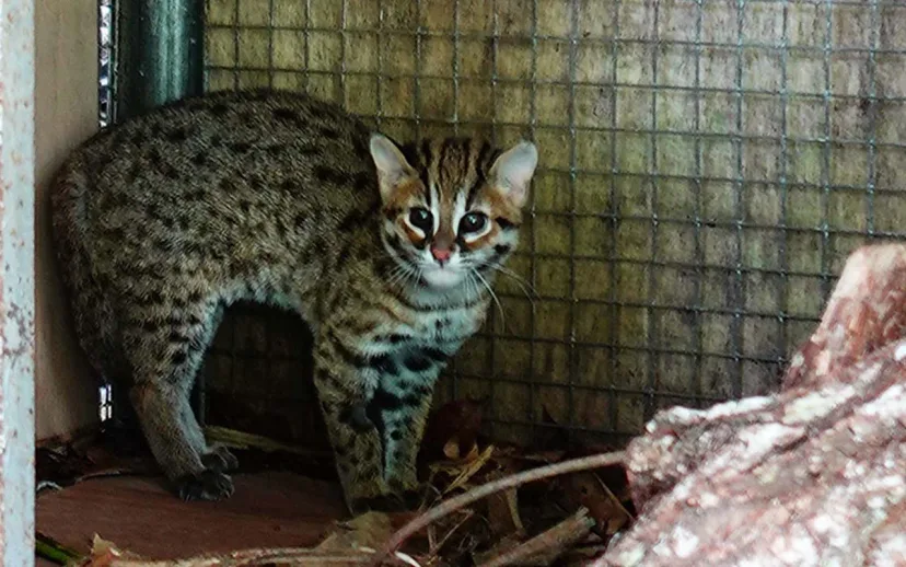 Kucing Kuwuk Terpinggirkan: Konservasi Spesies Kecil Indonesia Masih Jadi Anak Tiri