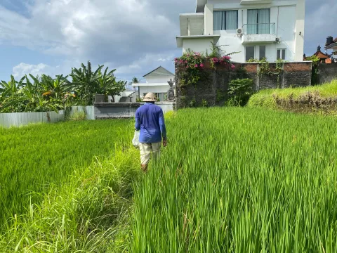Subak Bali Terjepit Alih Fungsi Lahan: Banjir, Kekeringan, dan Serangan Hama Mengancam Warisan Dunia