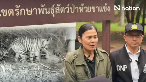 Harimau Muda di Thailand Tewaskan Ranger: Dinyatakan Kecelakaan, Begini Respons Otoritas