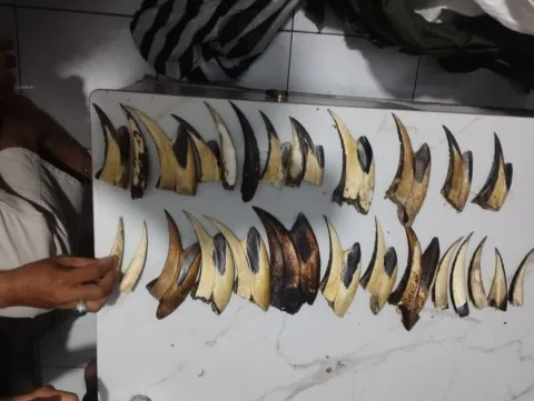 Jaringan Perdagangan Satwa Liar di Sumatera Barat Kian Terorganisir: 16 Paruh Rangkong dan 10 Kg Sisik Trenggiling Disita