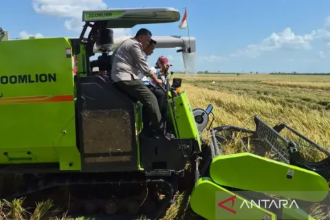 Panen Perdana PM-AAS di Sidrap Tembus 11,2 Ton per Hektare, Melampaui Target Kementan