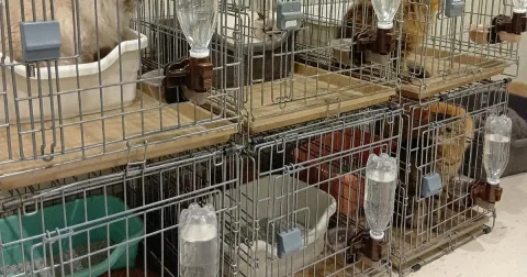 25 Kucing Selamat dari Ledakan Pasca-Gempa Kumamoto Kini Menemukan Rumah Baru di Hiroshima