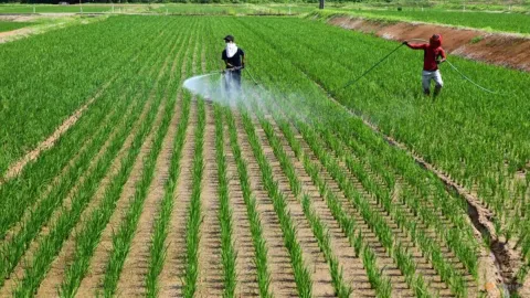 Rasio Swasembada Pangan Jepang Anjlok ke 37%, Target 2030 Kian Jauh