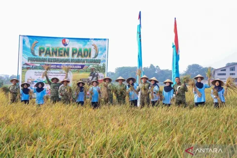TNI AU Panen 17,5 Ton Gabah di Lanud Halim: Langkah Konkret Dukung Ketahanan Pangan Nasional