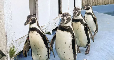 Empat Penguin Humboldt di Kebun Binatang Jepang Tewas Akibat Malaria Unggas