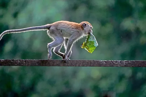 Monyet Liar yang Melukai 18 Warga di Riau Akhirnya Tertangkap, Sekolah Mulai Buka Kembali