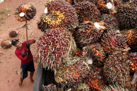 Petani Karet Indonesia Berbondong-bondong Beralih ke Sawit: Ancaman Baru bagi Pasokan Global