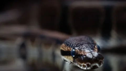 Tabib Tradisional Bengal Meninggal Setelah Digigit Ular, Ritual Gagal Menyelamatkannya