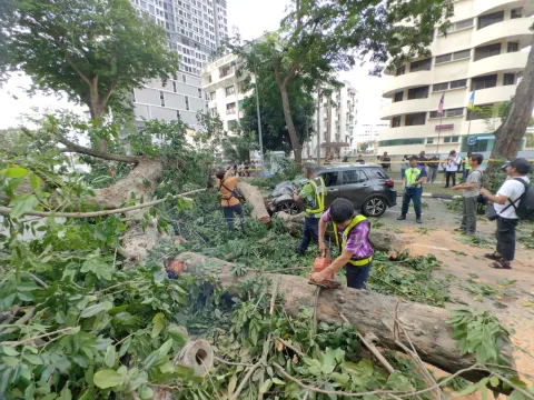 Pohon Tumbang Timpa Mobil di Penang: Tiga Anggota Keluarga Terluka, Jalan Macalister Lumpuh