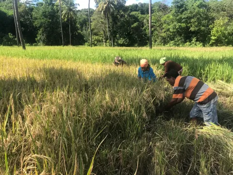 Konflik Agraria Nangahale: 408 Jiwa Terusir, Gereja dan Negara di Persimpangan
