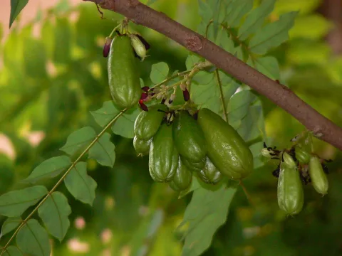 Belimbing Wuluh: Si Asam Penggoda dengan Ancaman Gagal Ginjal yang Tersembunyi