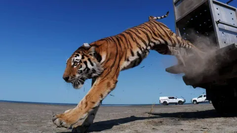 Kazakhstan Kembalikan Harimau ke Alam Liar: Pelajaran Berharga bagi Konservasi Sumatera